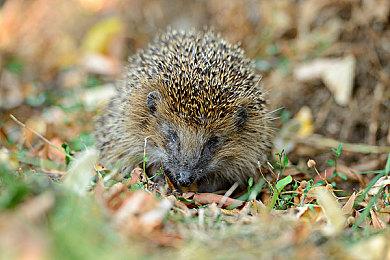 又一款PS4模拟器现身 能运行少量3D游戏